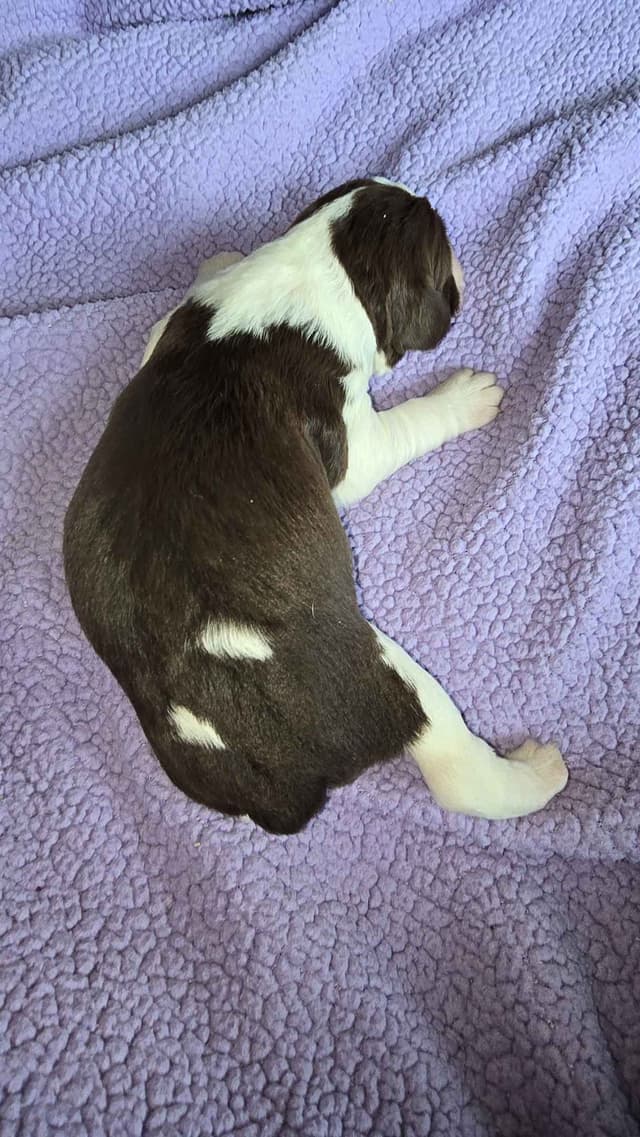 English Springer Spaniel Puppies media 8