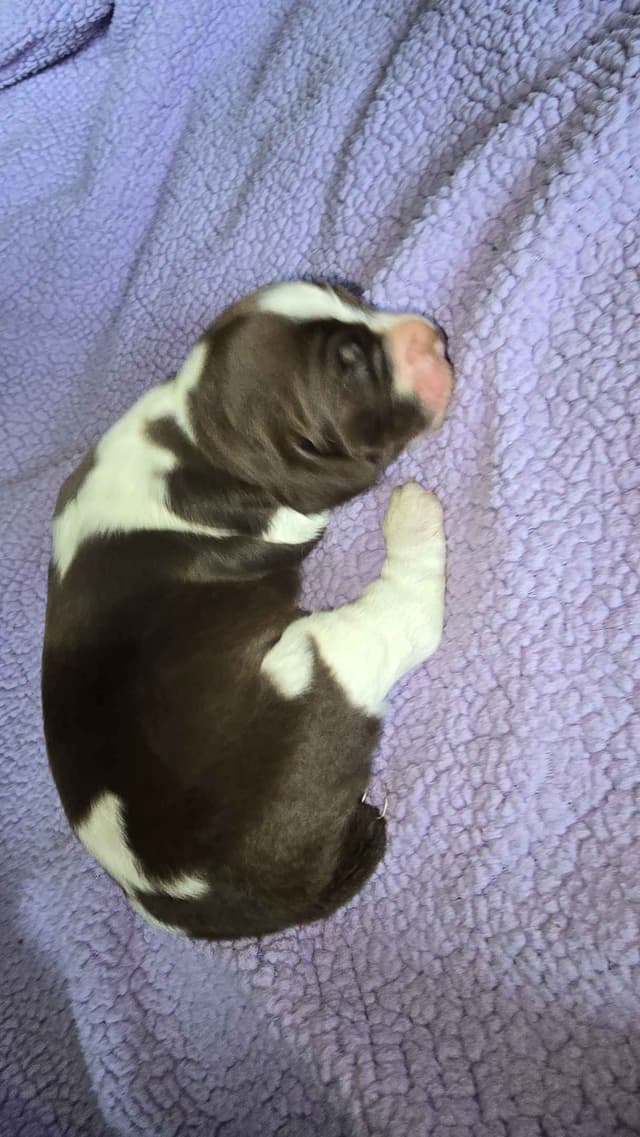 English Springer Spaniel Puppies media 9
