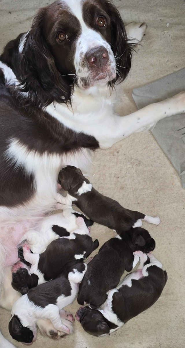 English Springer Spaniel Puppies media 10