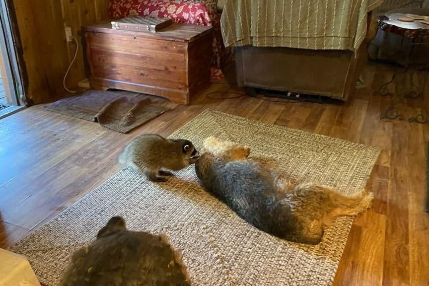 Airedale Terrier Puppies breeder image 2