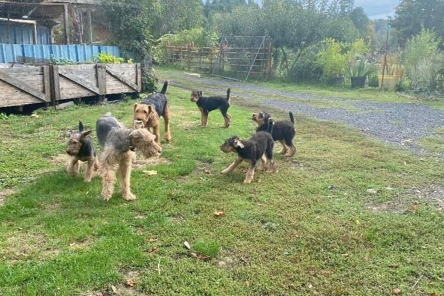 Airedale Terrier Puppies breeder image 3