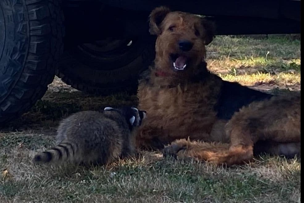 Airedale Terrier Puppies breeder image 6