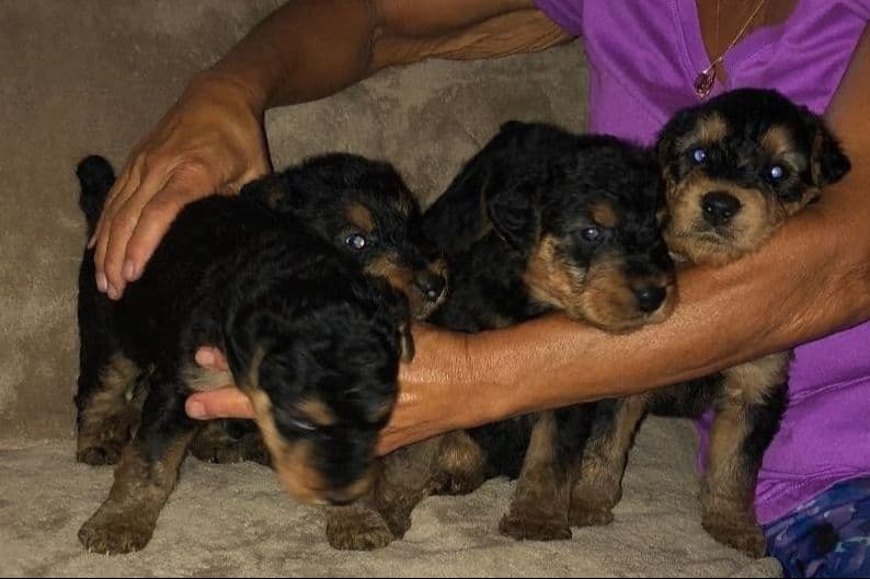 Airedale Terrier Puppies breeder image 5