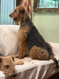 Airedale Terrier Puppies media 2