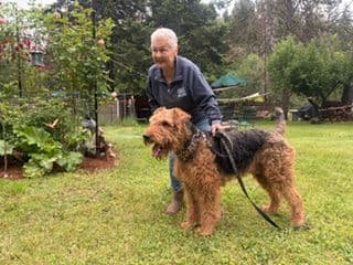 Airedale Terrier Puppies media 3