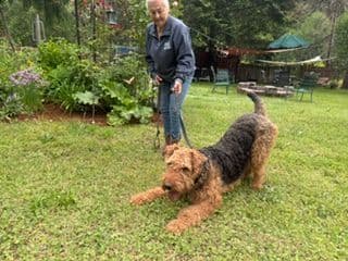 Airedale Terrier Puppies media 4