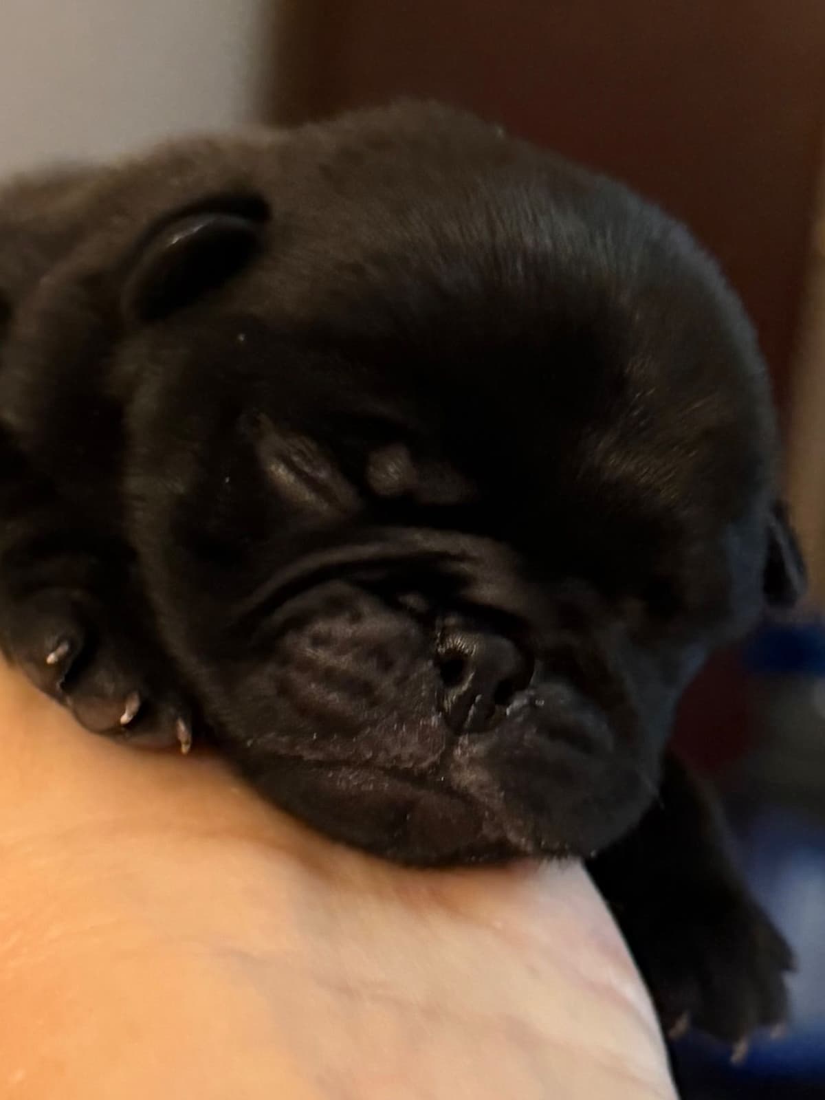 Pug Puppies breeder image 2