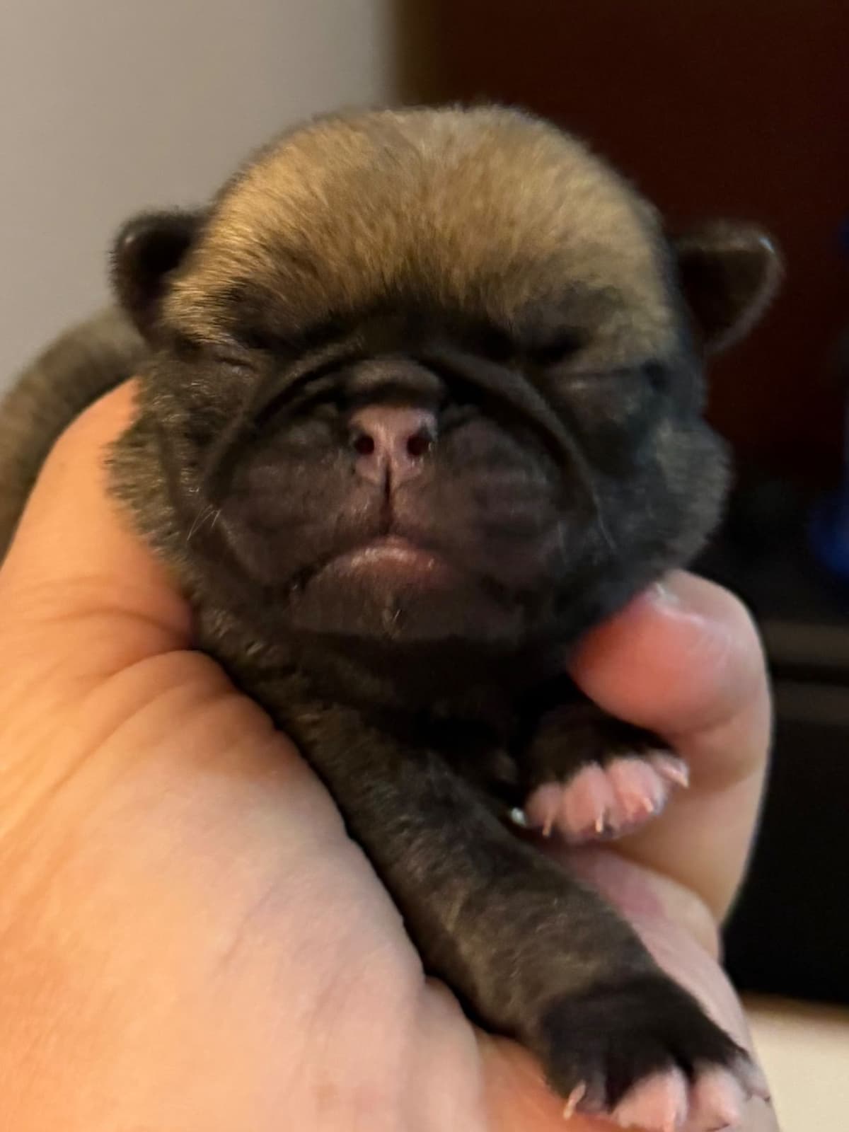 Pug Puppies breeder image 1