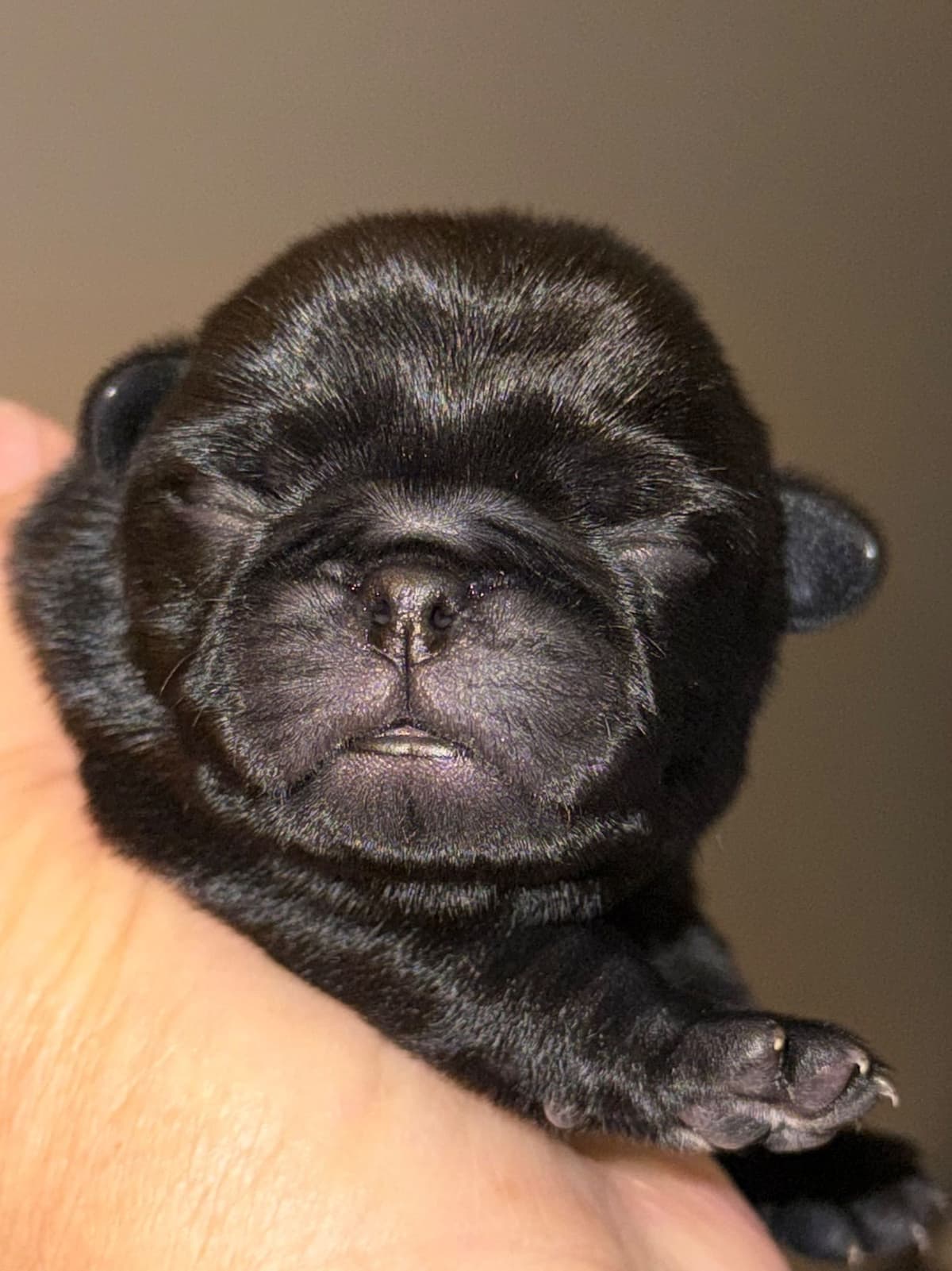 Pug Puppies breeder image 3