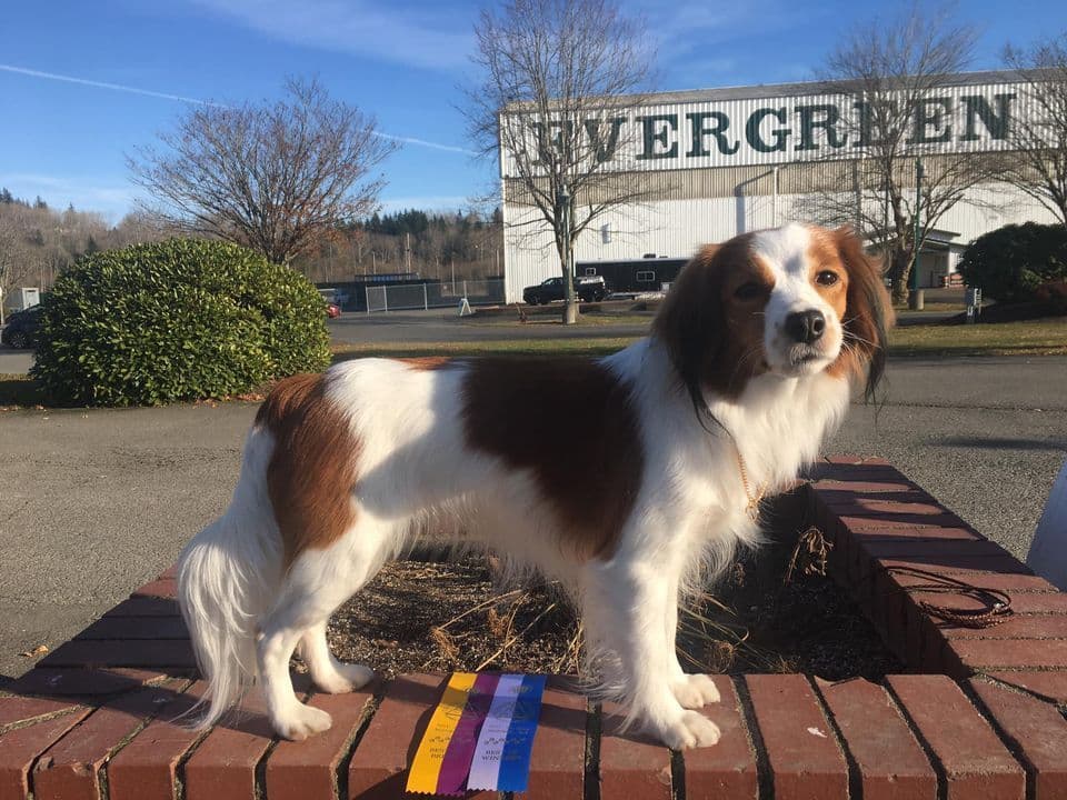 Looking for Show Home for Kooikerhondje Puppy breeder image 3