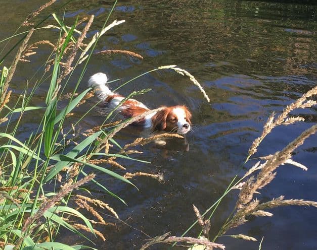 Looking for Show Home for Kooikerhondje Puppy breeder image 4
