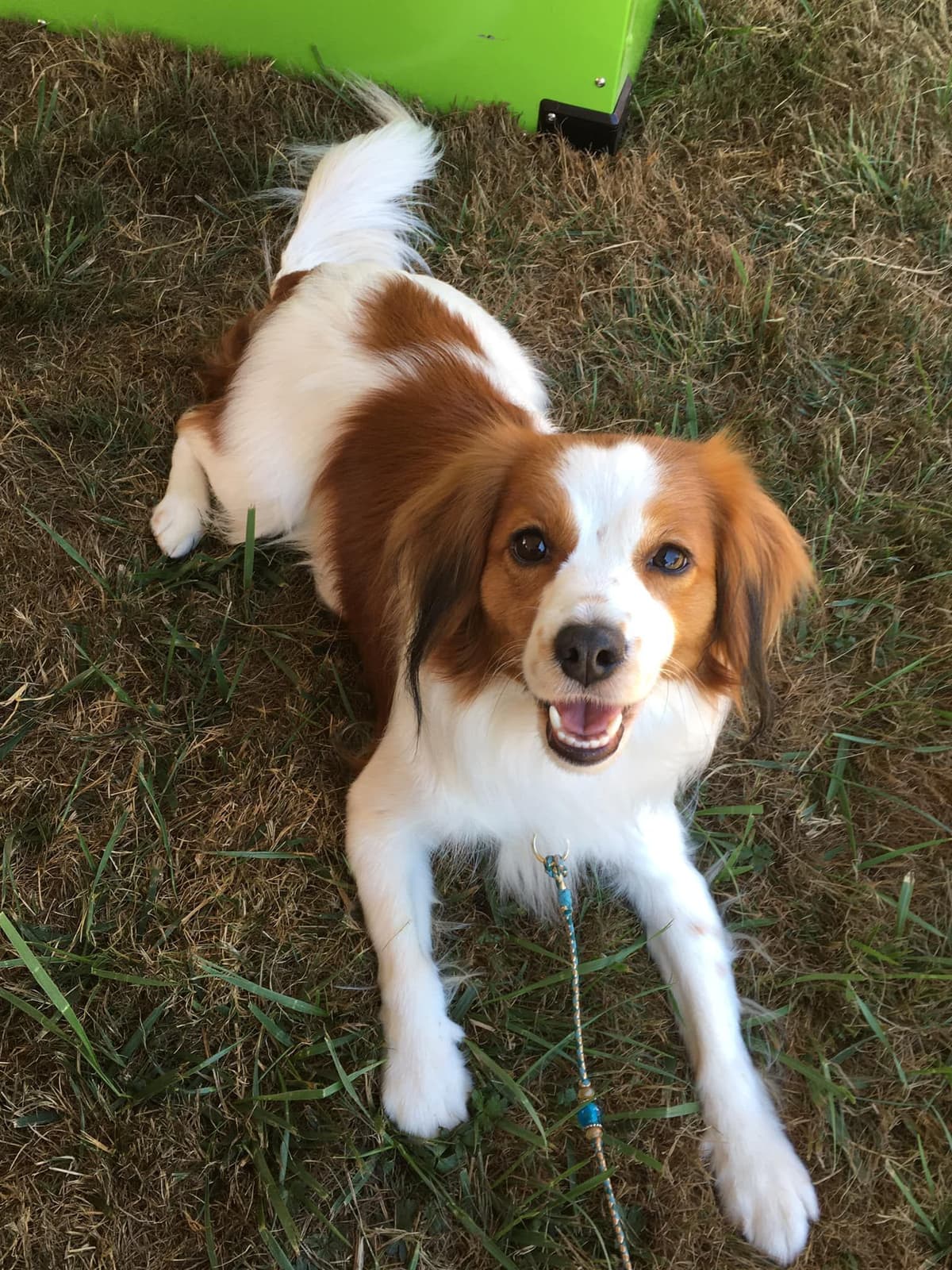 Looking for Show Home for Kooikerhondje Puppy breeder image 2