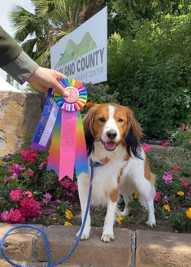 Looking for Show Home for Kooikerhondje Puppy breeder image 5