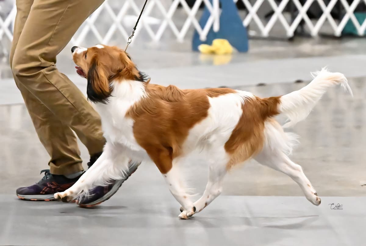 Looking for Show Home for Kooikerhondje Puppy breeder image 6