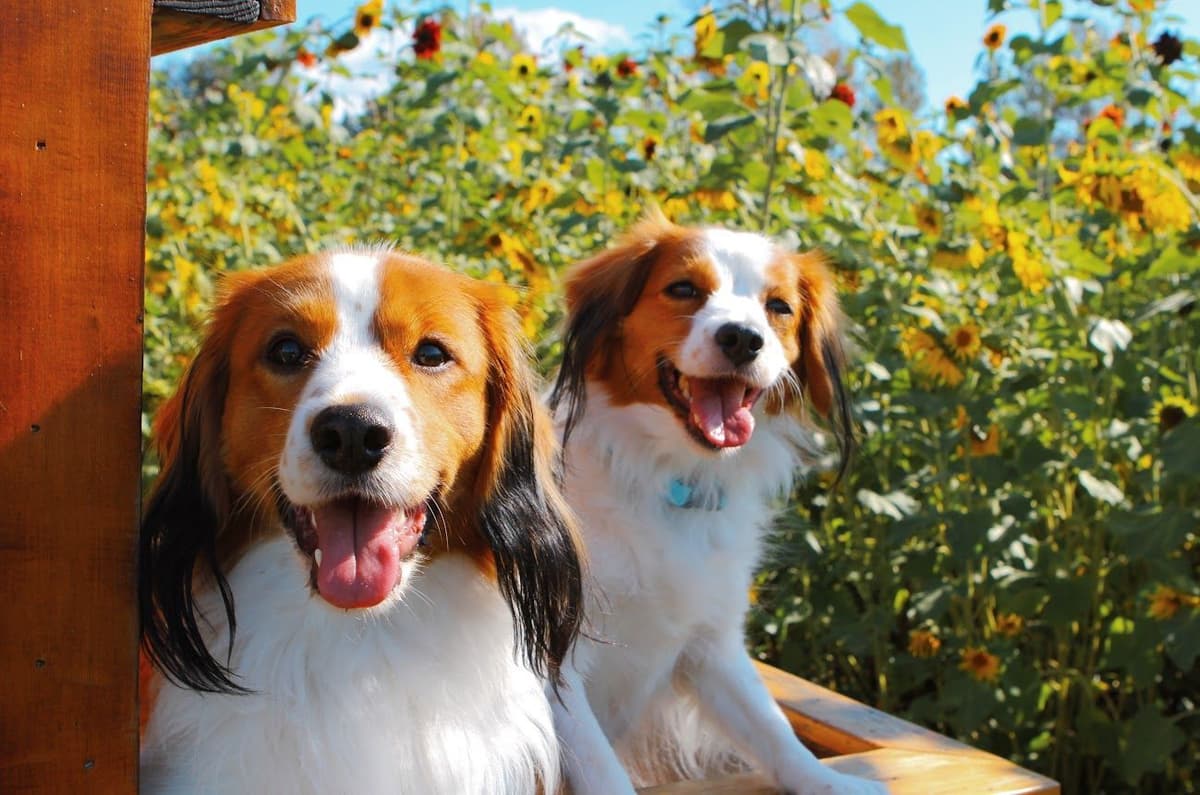 Looking for Show Home for Kooikerhondje Puppy breeder image 7