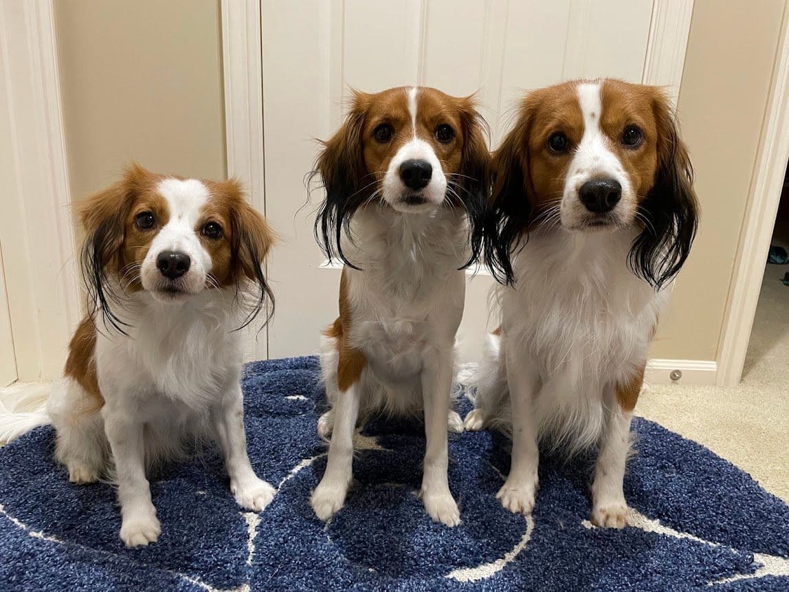 Looking for Show Home for Kooikerhondje Puppy breeder image 8