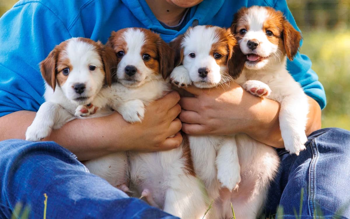 Looking for Show Home for Kooikerhondje Puppy breeder image 9