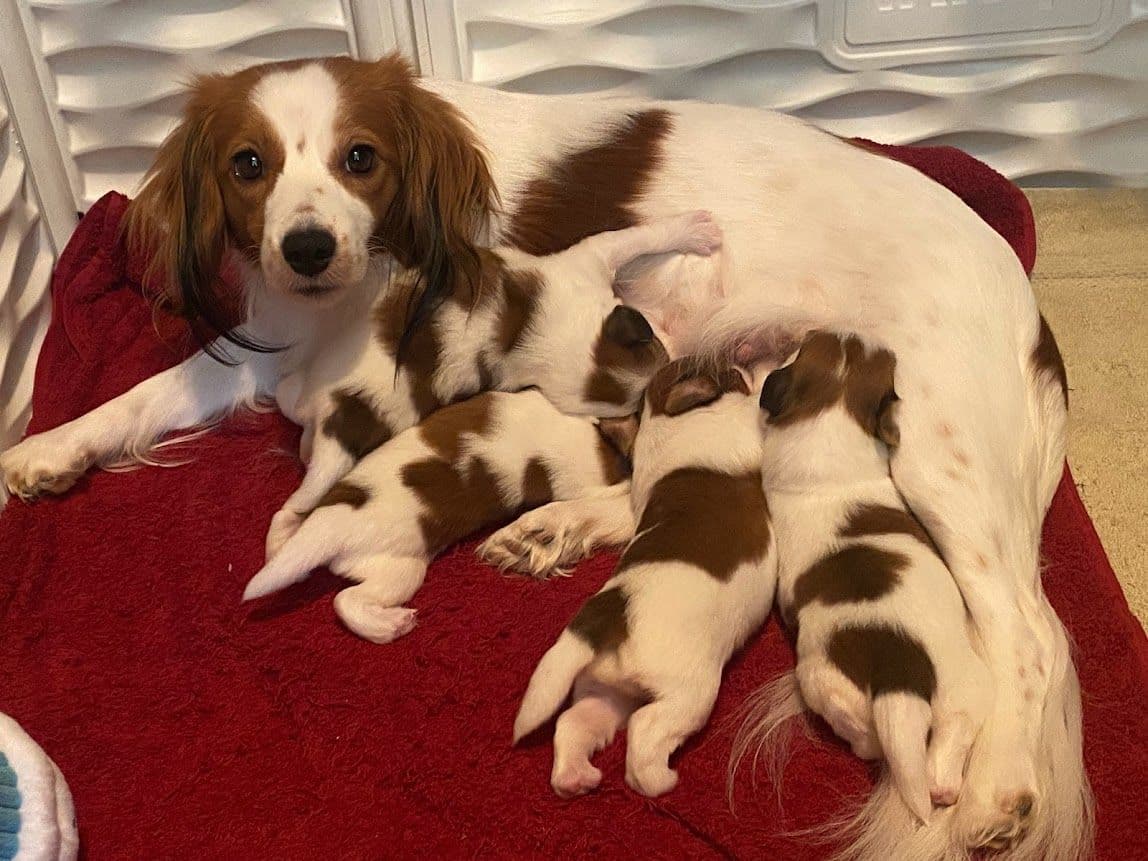 Looking for Show Home for Kooikerhondje Puppy breeder image 11