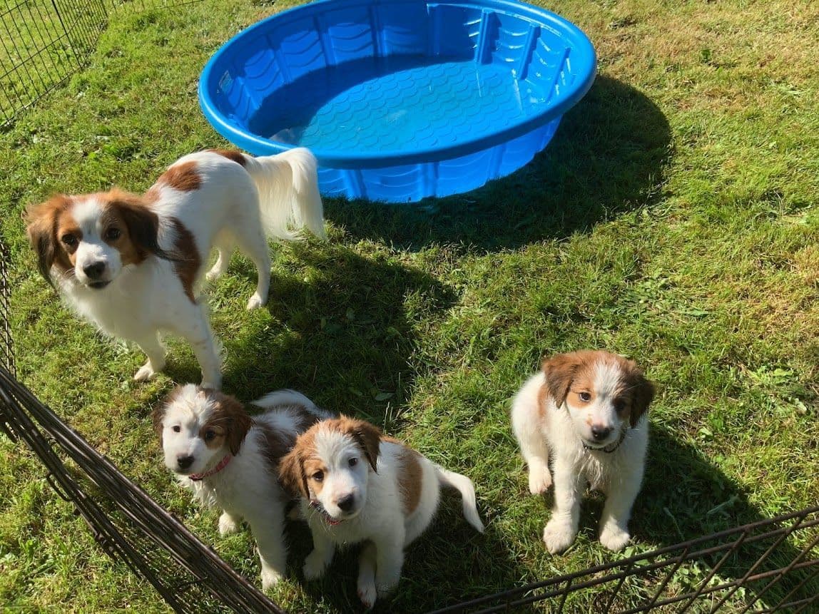 Looking for Show Home for Kooikerhondje Puppy breeder image 12