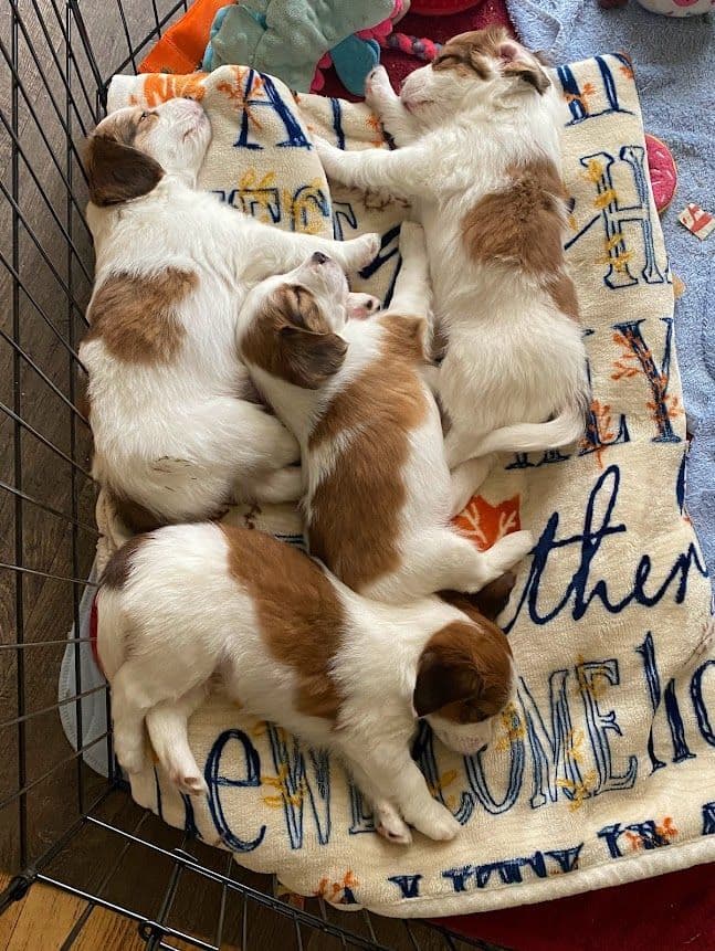 Looking for Show Home for Kooikerhondje Puppy breeder image 13