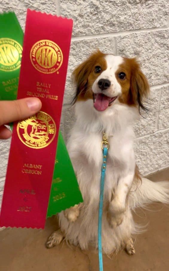 Looking for Show Home for Kooikerhondje Puppy media 2