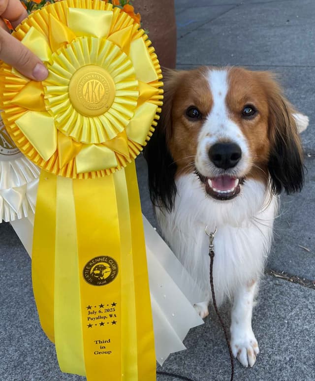 Looking for Show Home for Kooikerhondje Puppy media 5
