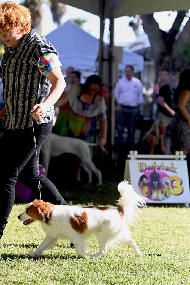 Looking for Show Home for Kooikerhondje Puppy media 4