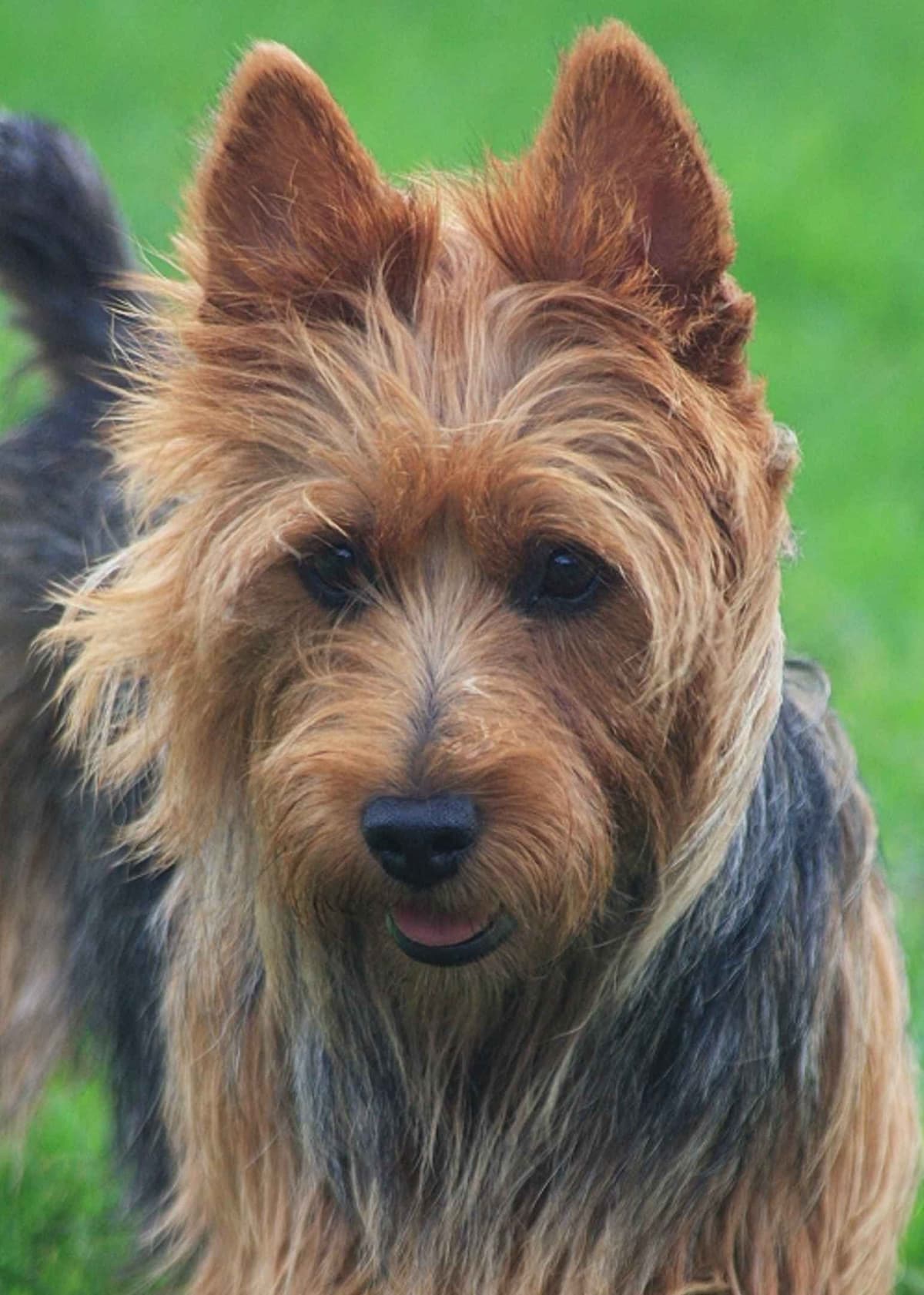 Australian Terrier Puppies breeder image 2