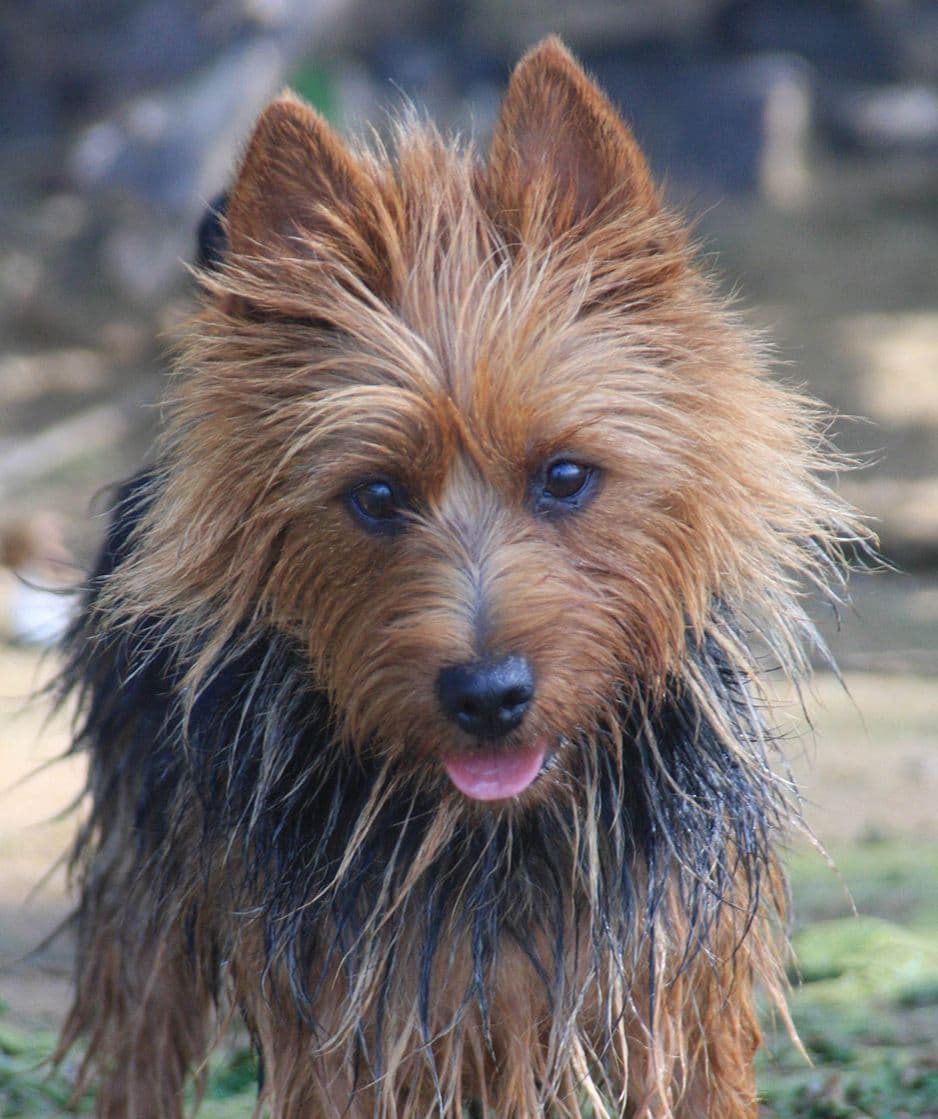 Australian Terrier Puppies breeder image 3