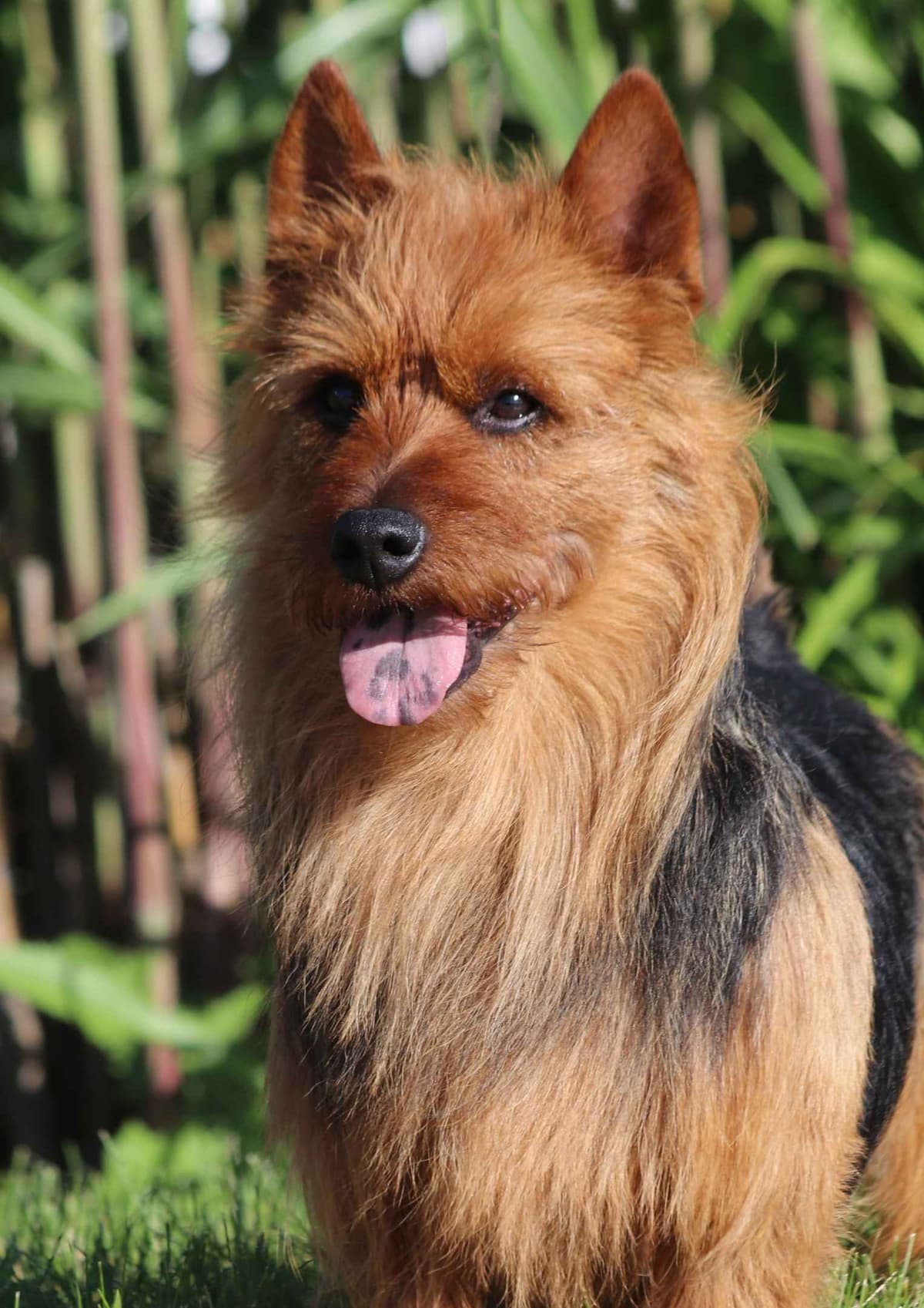 Australian Terrier Puppies breeder image 4