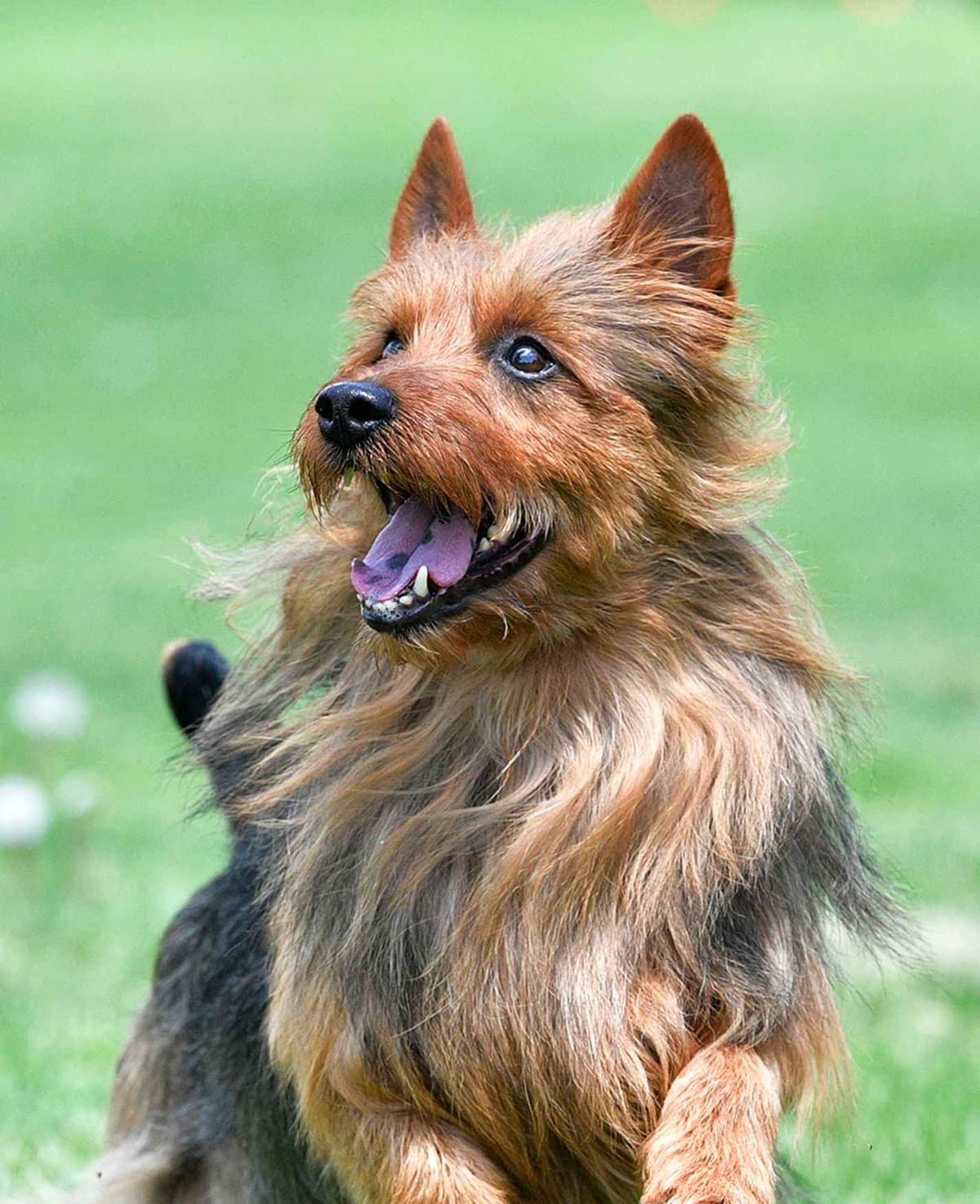 Australian Terrier Puppies breeder image 5