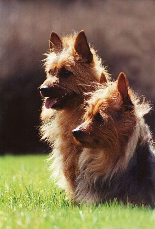 Australian Terrier Puppies breeder image 6