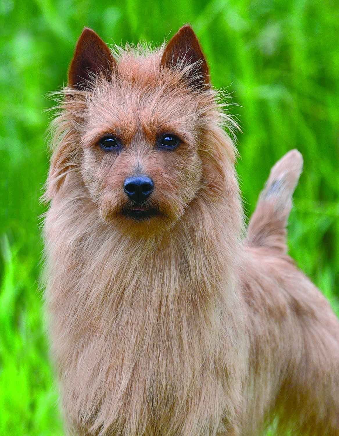 Australian Terrier Puppies breeder image 7
