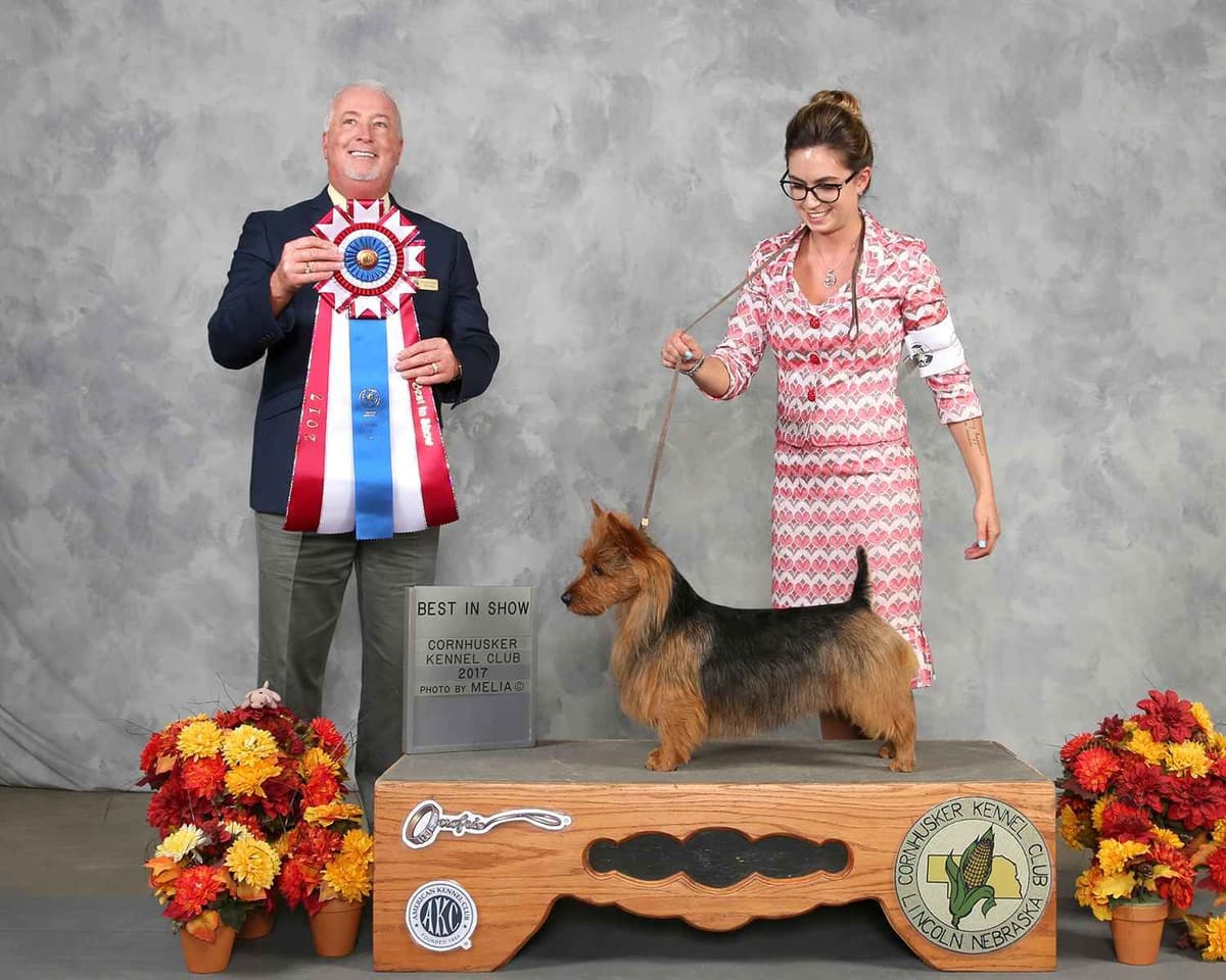 Australian Terrier Puppies breeder image 8