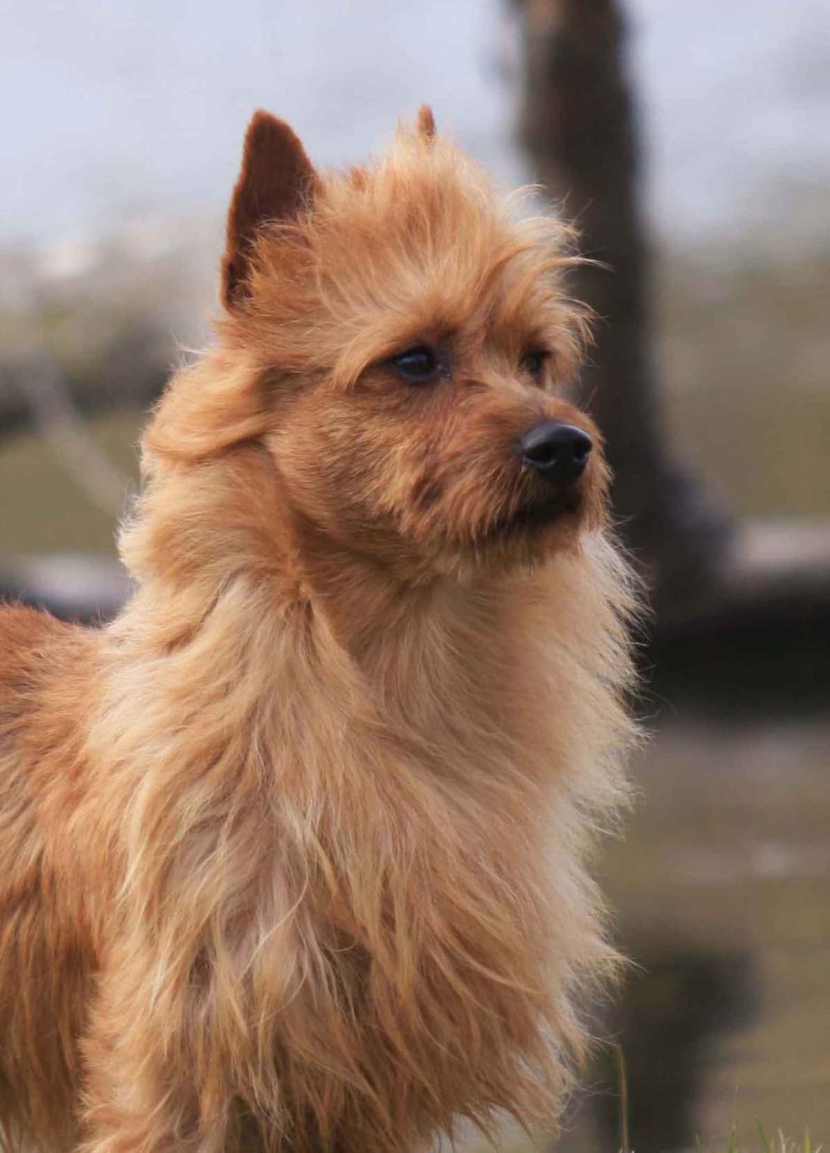Australian Terrier Puppies breeder image 9