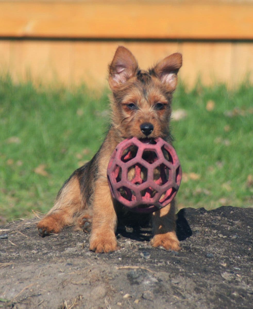 Australian Terrier Puppies breeder image 10