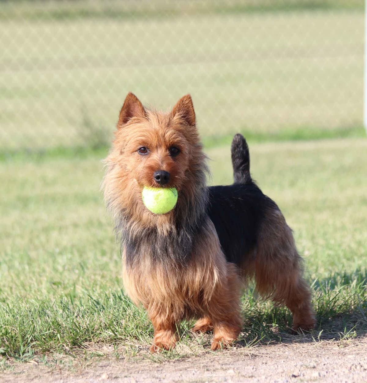 Australian Terrier Puppies breeder image 11