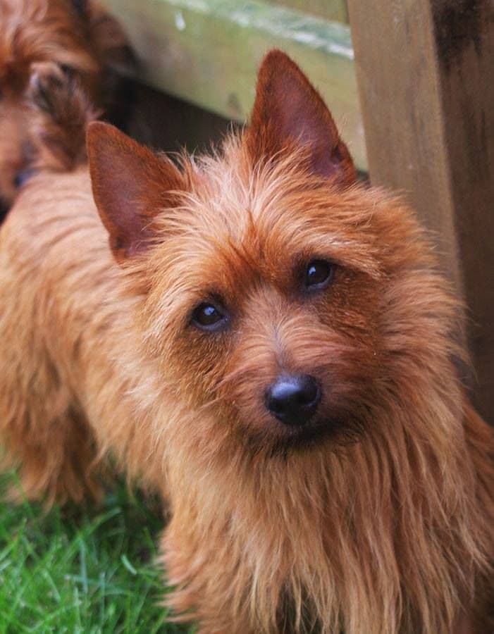 Australian Terrier Puppies breeder image 12