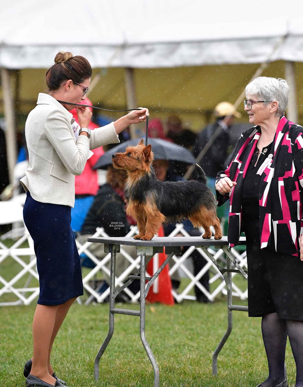 Australian Terrier Puppies breeder image 13