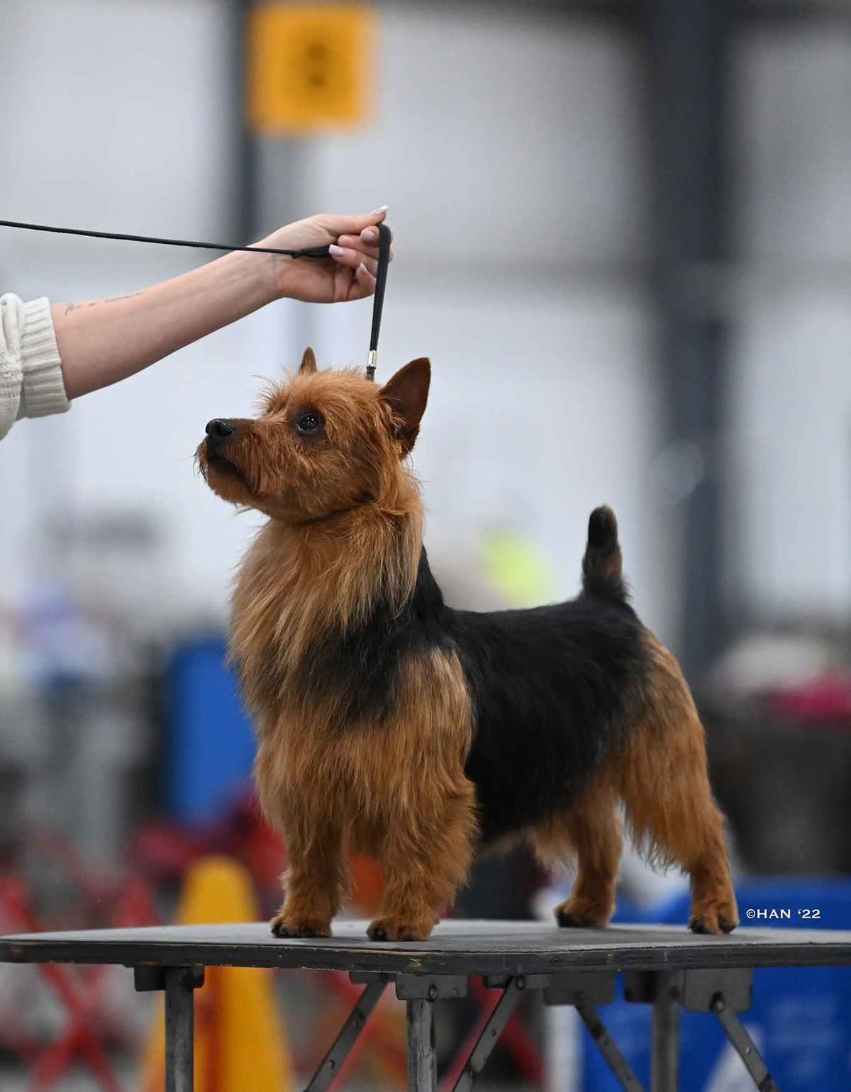 Australian Terrier Puppies breeder image 14