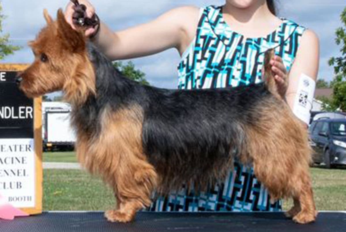 Australian Terrier Puppies breeder image 15