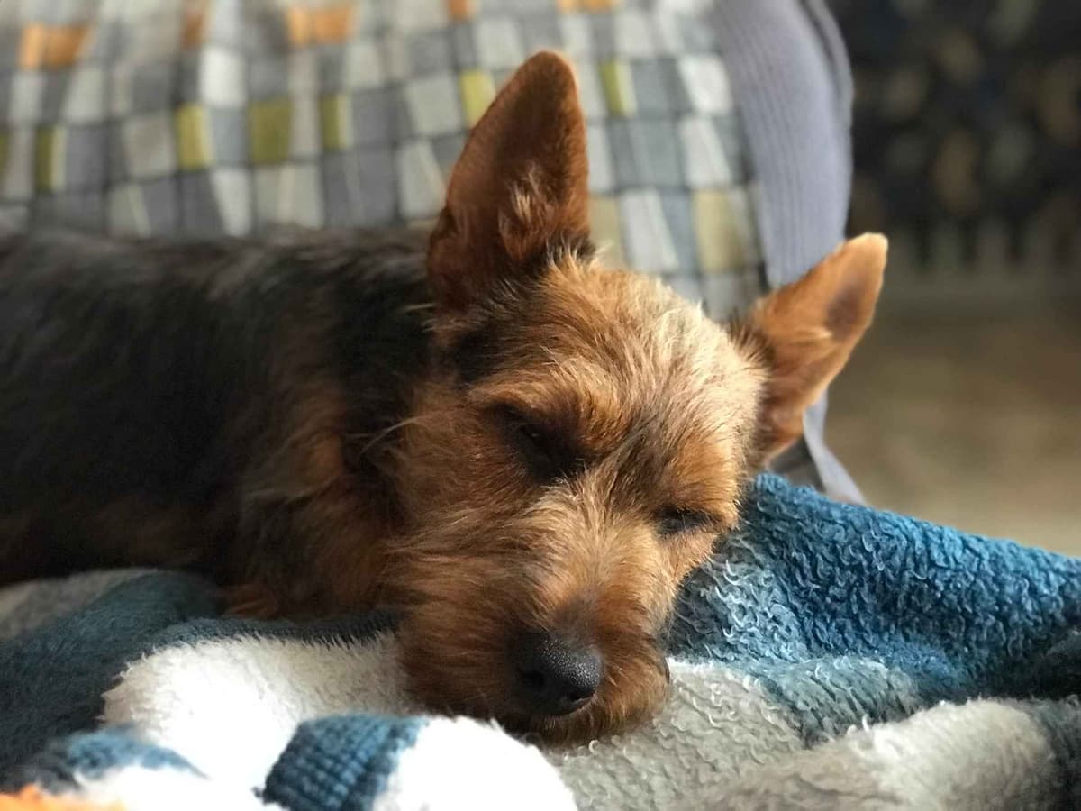 Australian Terrier Puppies breeder image 16