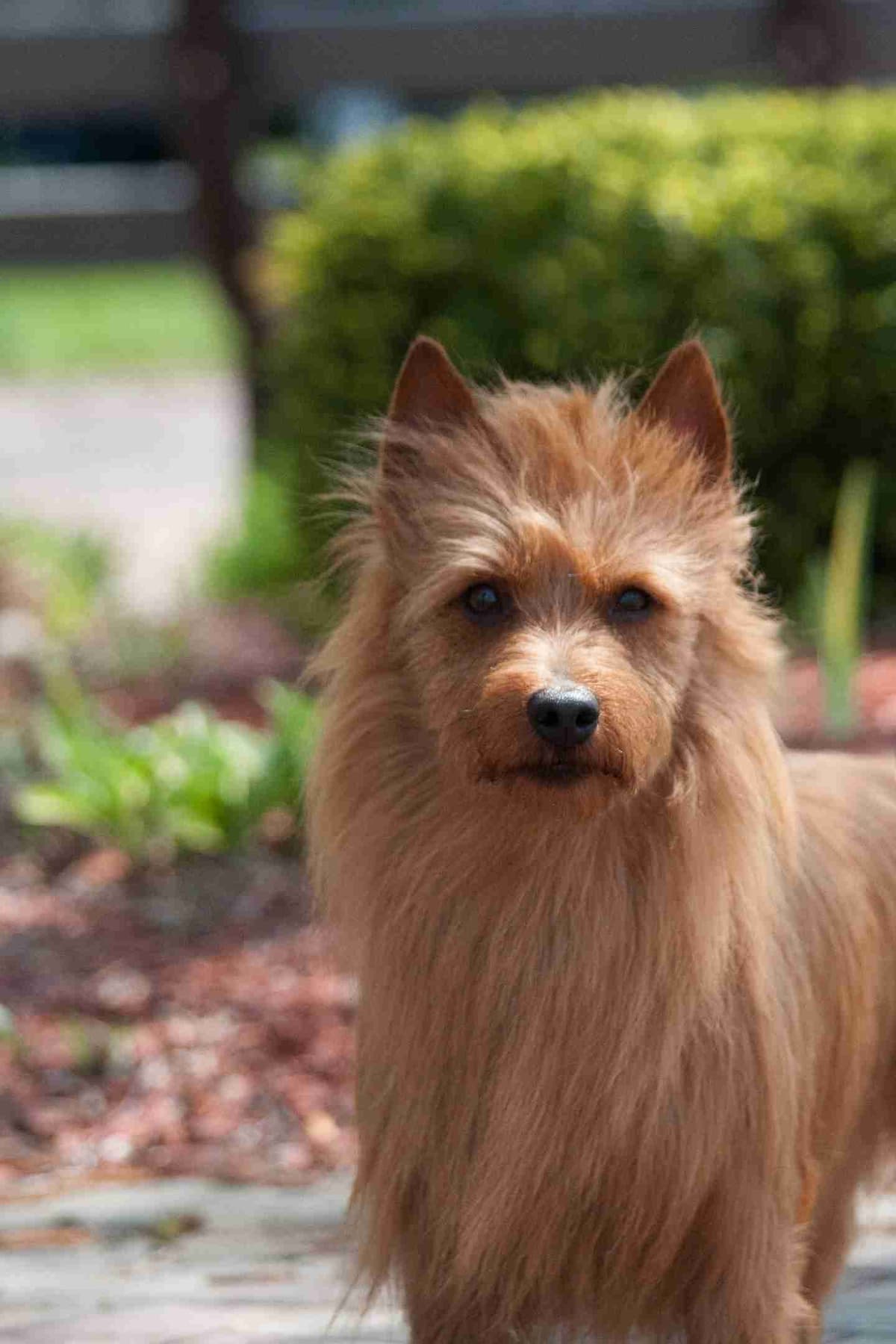 Australian Terrier Puppies breeder image 17