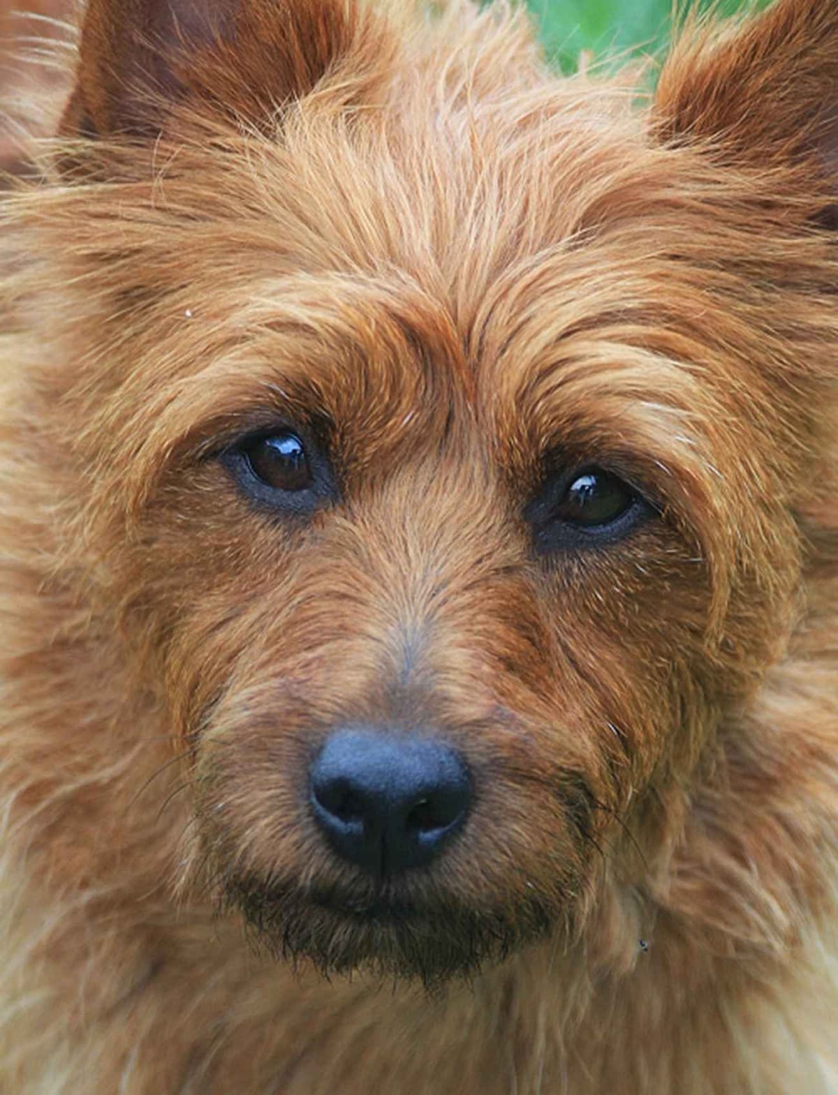 Australian Terrier Puppies breeder image 18