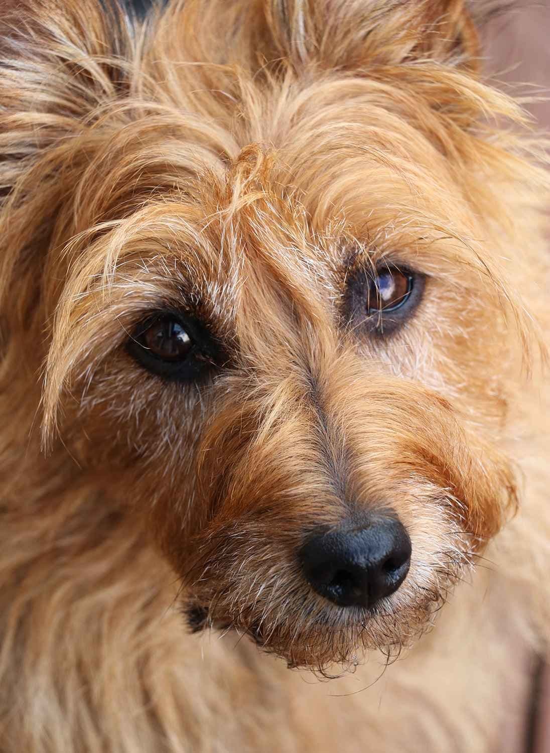 Australian Terrier Puppies breeder image 19