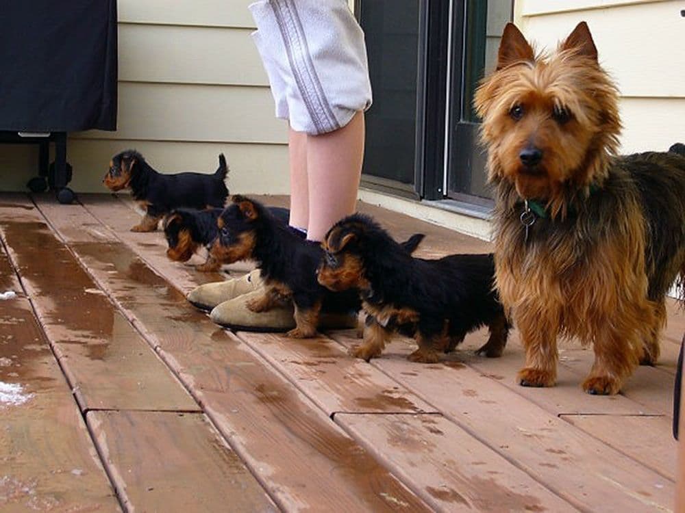 Australian Terrier Puppies breeder image 20