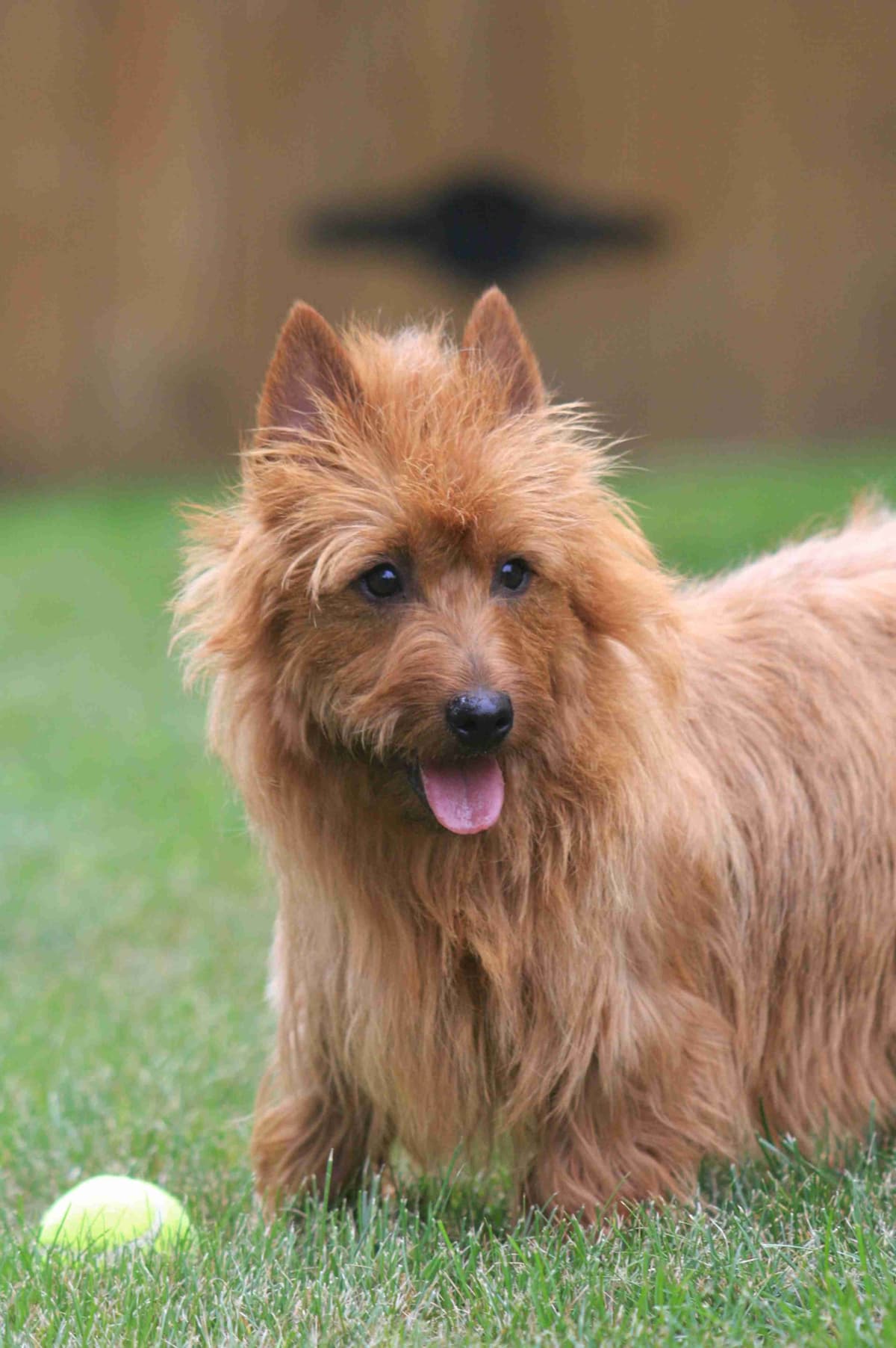 Australian Terrier Puppies breeder image 21
