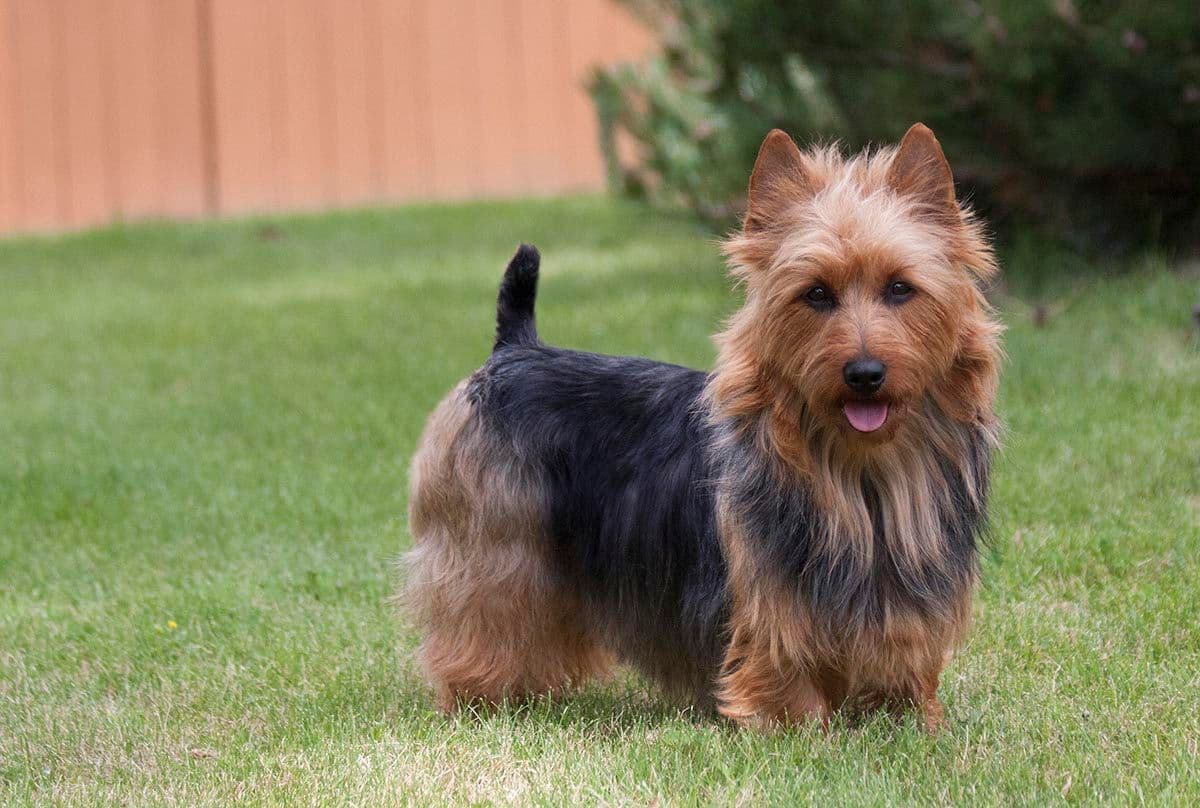 Australian Terrier Puppies breeder image 23