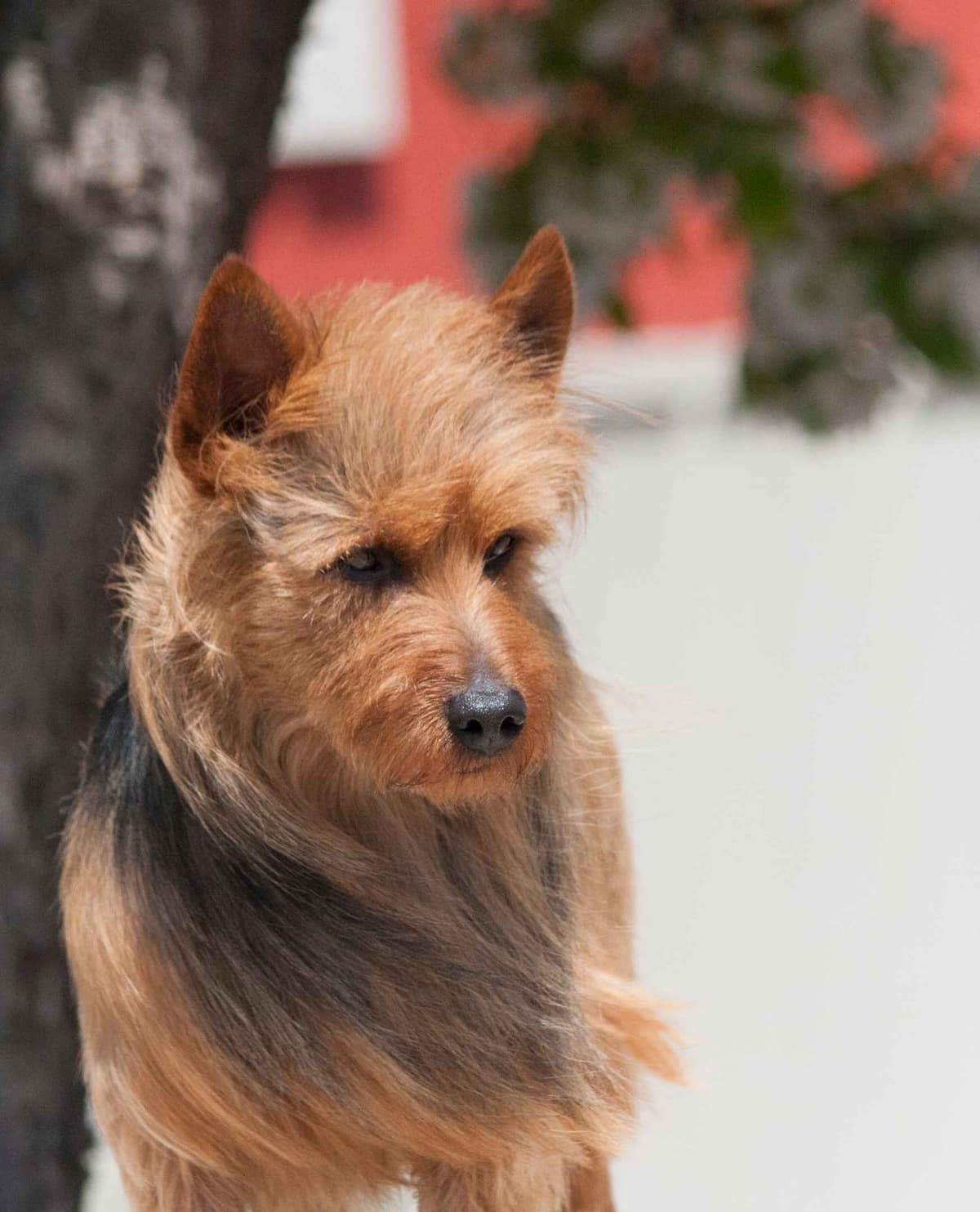 Australian Terrier Puppies breeder image 24