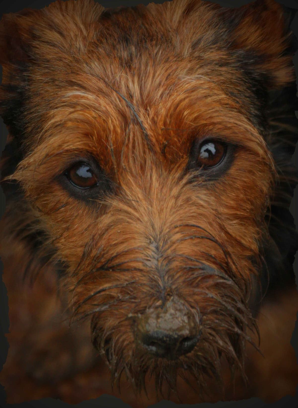Australian Terrier Puppies breeder image 26